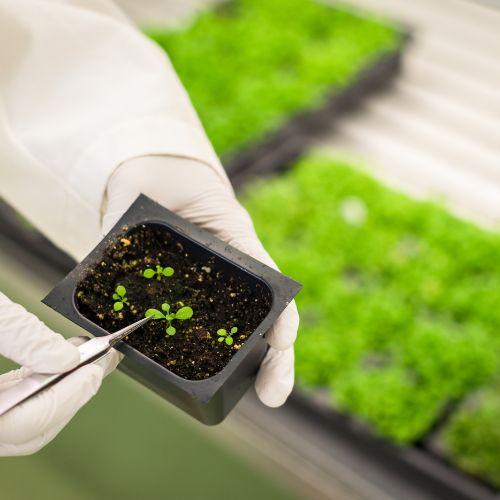 INPI publica a Nota Técnica nº 01/2023 referente a patenteabilidade de invenções associadas a plantas transgênicas