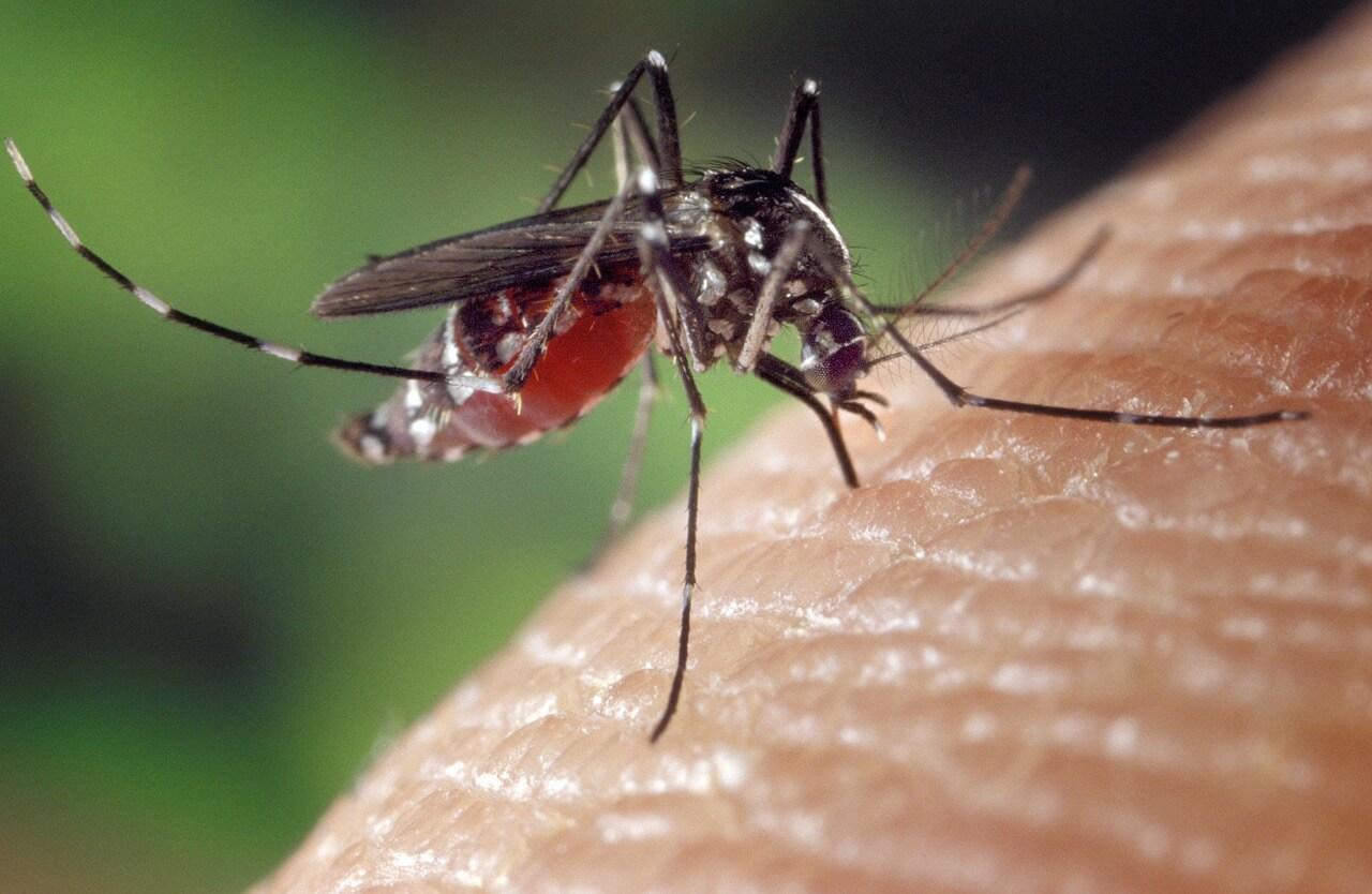 Pedidos de patente e patentes propondo novas soluções para diagnóstico, profilaxia e tratamento de Chikungunya e Zika podem se beneficiar do exame prioritário